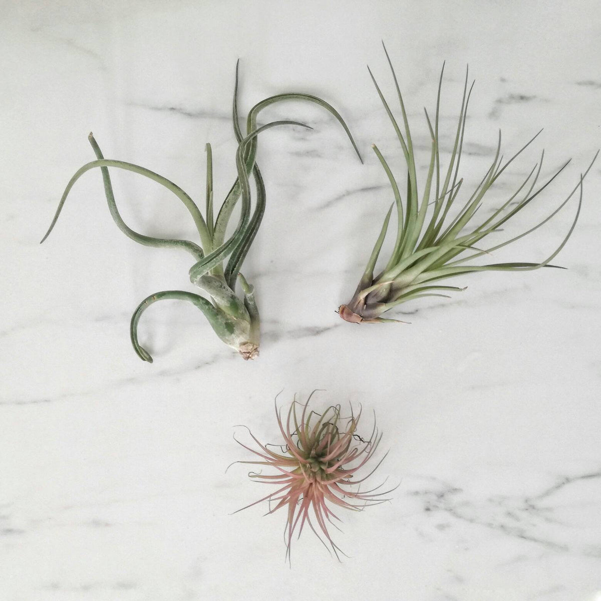 Tillandsia pianta aerea a sorpresa – Kairòs Lab