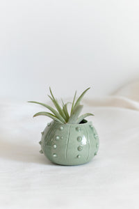 Piccolo vaso in ceramica design riccio di mare per piante aeree Tillandsia o per succulente
