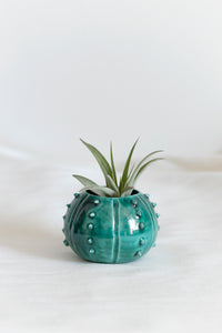 Piccolo vaso in ceramica design riccio di mare per piante aeree Tillandsia o per succulente